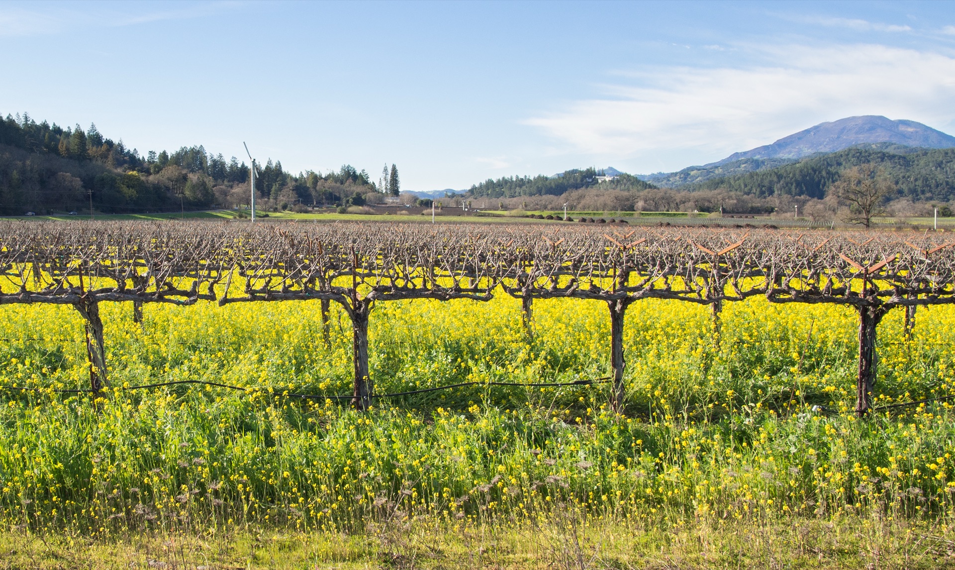 Vineyard rows with yellow mustard flowers in Napa Valley, California